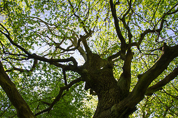 Image showing Old oak tree