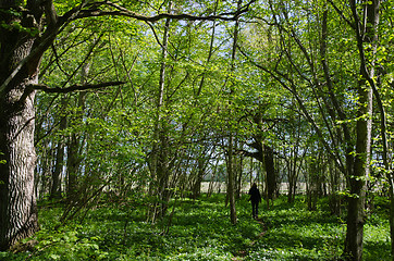 Image showing Walking in the fresh green forest