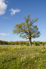 Image showing Blossom meadow at spring