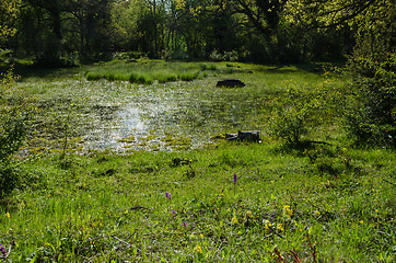 Image showing Fresh green nature