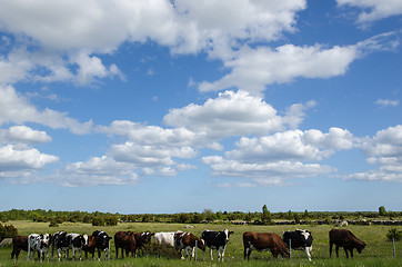 Image showing Cattle in a row at a fence