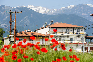 Image showing Red poppy flowers at the foot of Olympus Mountain