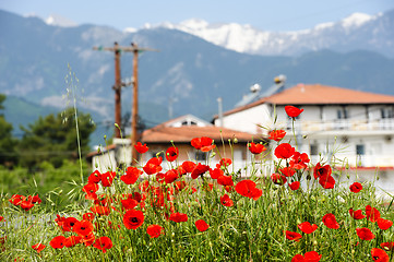 Image showing Red poppy flowers at the foot of Olympus Mountain