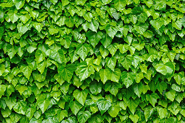 Image showing Green ivy leaves background
