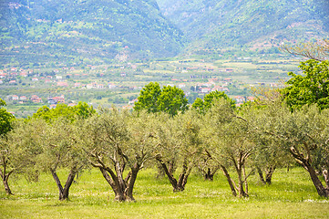 Image showing Olive plantation in Greece