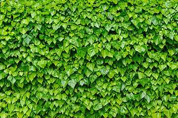 Image showing Green ivy leaves background