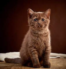 Image showing portrait of brown british shorthair kitten
