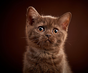 Image showing portrait of brown british shorthair kitten