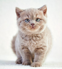 Image showing portrait of british short hair kitten