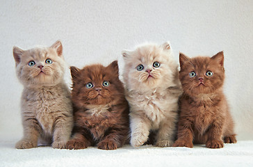 Image showing four british kittens