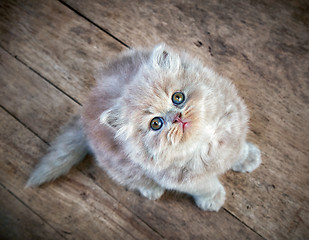 Image showing british longhair kitten sitting and looking up