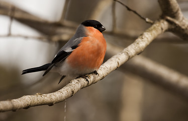 Image showing bullfinch