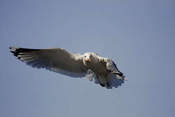 Image showing seagull