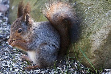 Image showing red squirrel