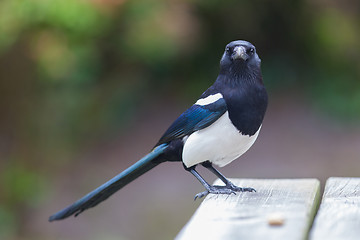 Image showing European Magpie (pica pica)