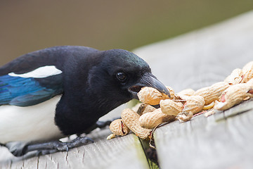 Image showing European Magpie (pica pica)