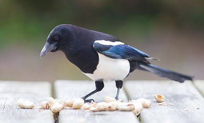 Image showing European Magpie (pica pica)