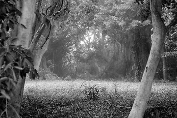 Image showing foggy morning in forset