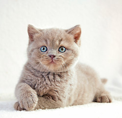 Image showing portrait of british short hair kitten