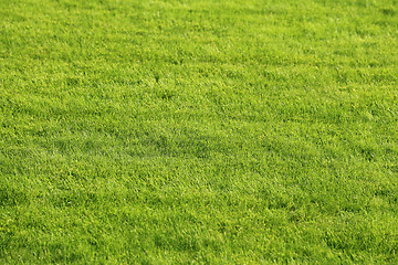 Image showing Green lawn background