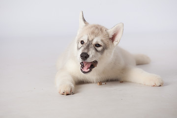 Image showing Siberian Husky dog