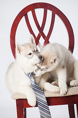 Image showing Siberian Husky puppies