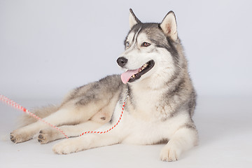 Image showing Siberian Husky dog