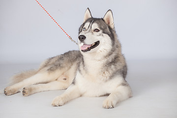 Image showing Siberian Husky dog