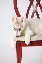 Image showing Siberian Husky puppy