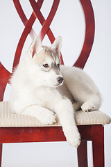 Image showing Siberian Husky puppy