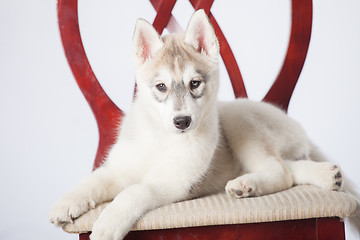 Image showing Siberian Husky puppy