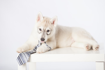 Image showing Siberian Husky puppy