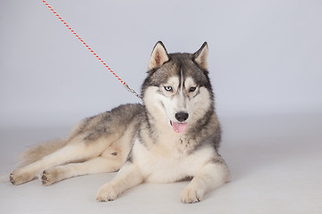 Image showing Siberian Husky dog