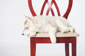 Image showing Siberian Husky puppy