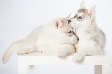 Image showing Siberian Husky puppies