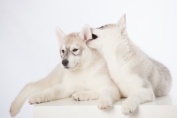 Image showing Siberian Husky puppies