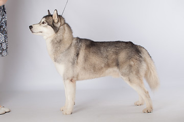 Image showing Siberian Husky dog