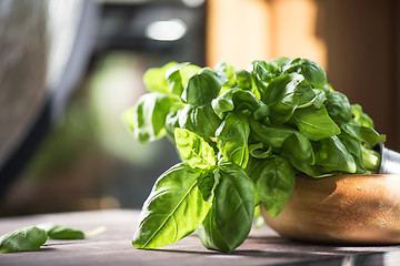 Image showing Fresh organic basil