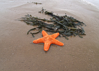 Image showing Starweed