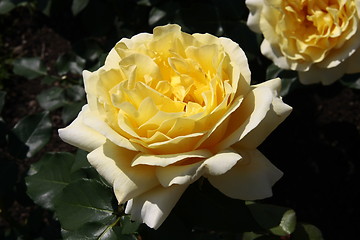 Image showing roses