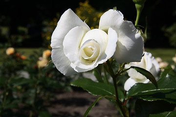 Image showing rose