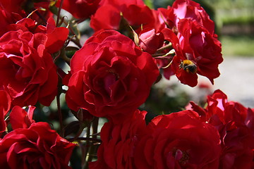 Image showing roses