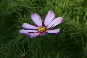 Image showing flower