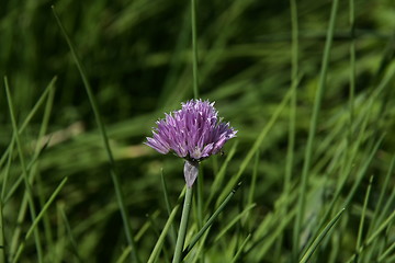 Image showing flower