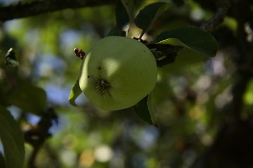 Image showing Apple