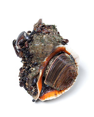 Image showing Veined rapa whelk on white background