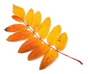 Image showing Multicolor autumn rowan leaf