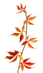 Image showing Autumn branch of grapes leaves