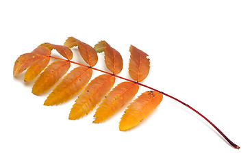 Image showing Autumn rowan leaf on white background