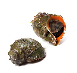 Image showing Two veined rapa whelk